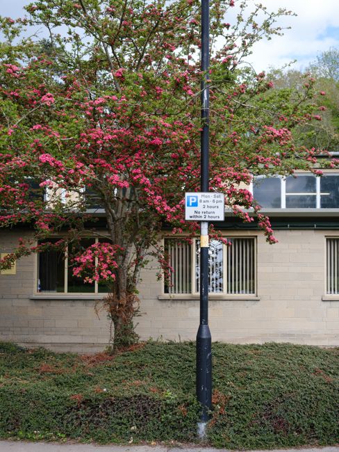 A parking restriction sign mounted on a black lamppost is positioned in front of a flowering pink and green shrub near a beige brick building with windows and white window frames. The sign indicates parking limitations from Monday to Saturday, 8 am to 6 pm, with a two-hour maximum stay, and notes that parking is only permitted outside these hours within 2 hours of the restrictions. The shrub, with blossoms and leaves, partially obscures the lower part of the window, and the ground is covered with low green ground cover plants. The scene suggests an urban or suburban environment, possibly near a residential or small commercial property, within a context where parking regulations are relevant for residents or service providers like house removals or relocations. The image is well-lit with natural daylight, capturing the details clearly for accessibility and SEO relevance related to municipal parking rules affecting moving and delivery services, such as those offered by Man and Van Ickenham.